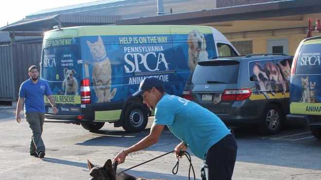 Pennsylvania Spca Seizes 15 Dogs In Lancaster County 3 Were Debarked Officials Say