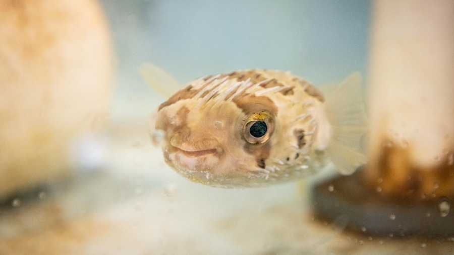 pufferfish undergoes surgery