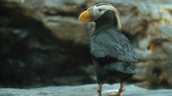A new study says thousands of tufted puffins are dying because of climate change.