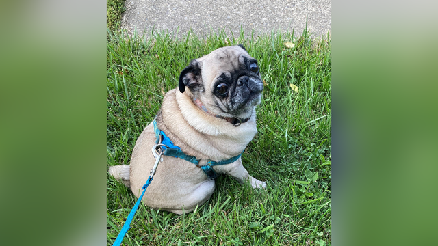Butler County man pleads guilty to killing pug of woman he met on dating app