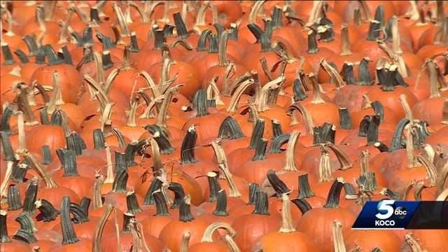 Oklahoma weather causing problems for pumpkins - Vimarsana News