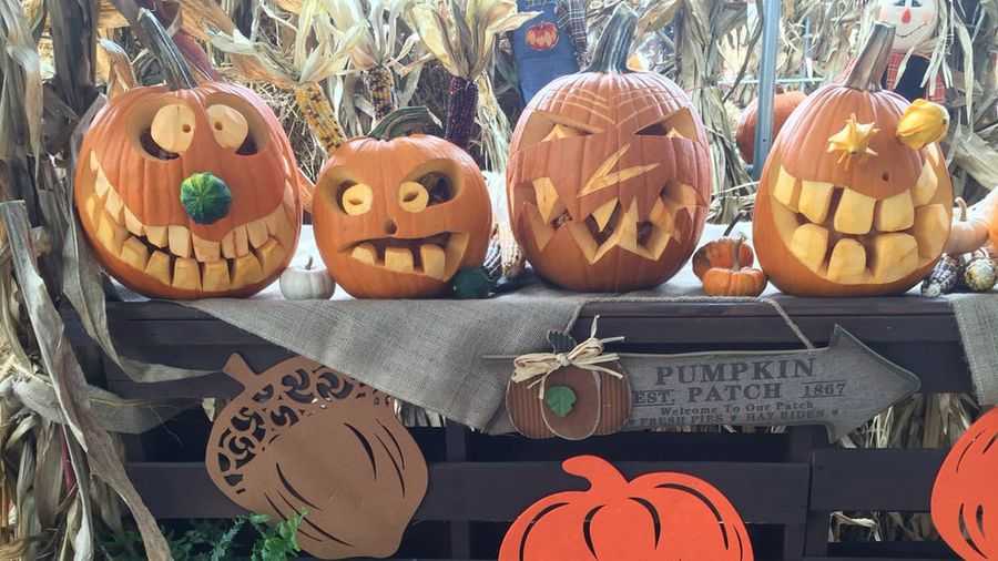 Pumpkin patch