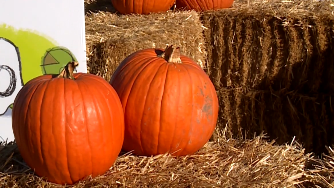 OKC Zoo's pumpkin drive allows guests to get free admission