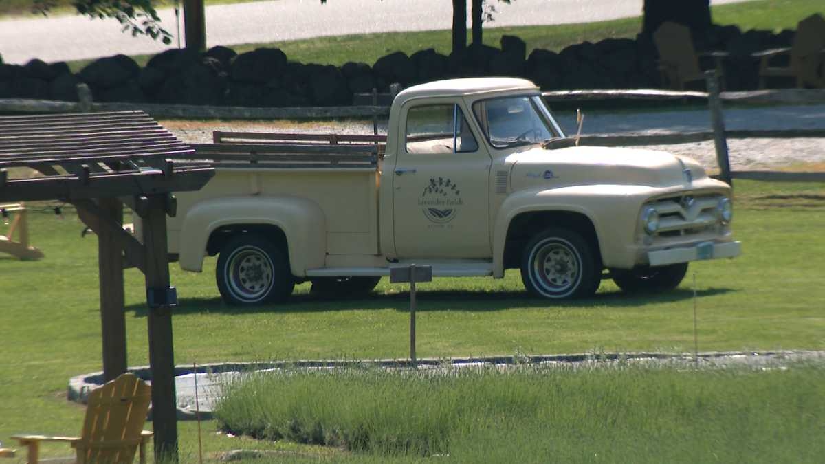 NH Chronicle Lavender Fields at Pumpkin Blossom Farm