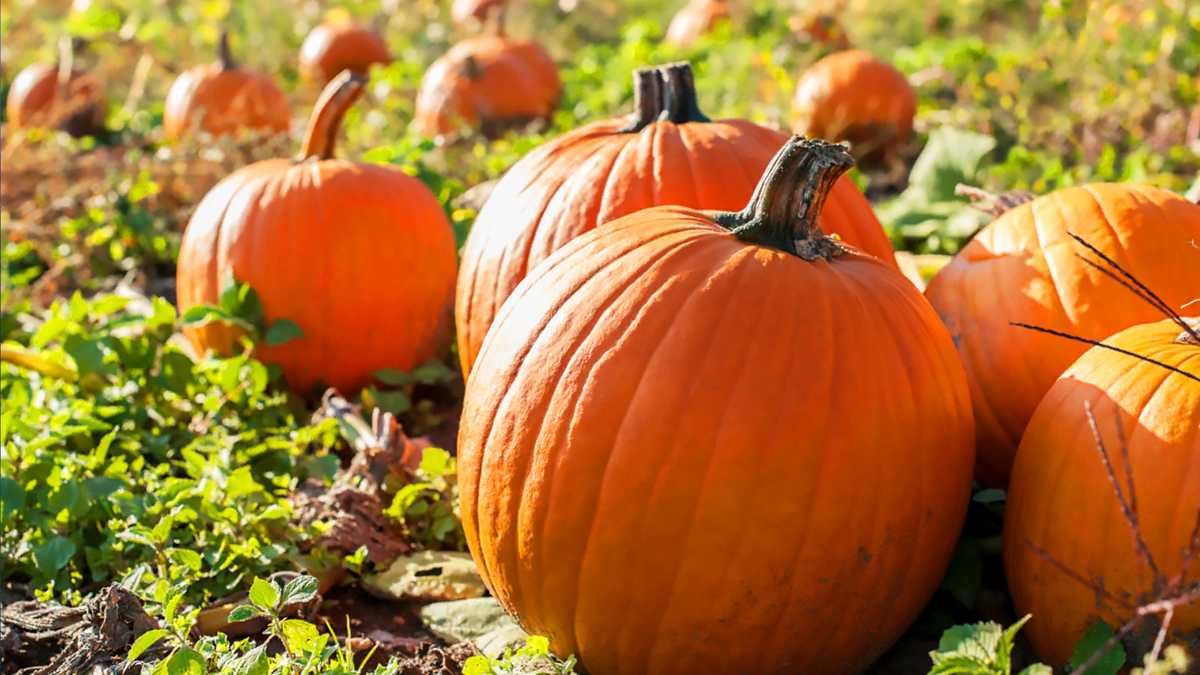 halloween straw covers custom horror pumpkin