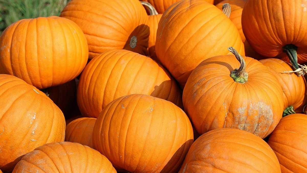 Pumpkin patches, corn mazes and apple orchards across Alabama
