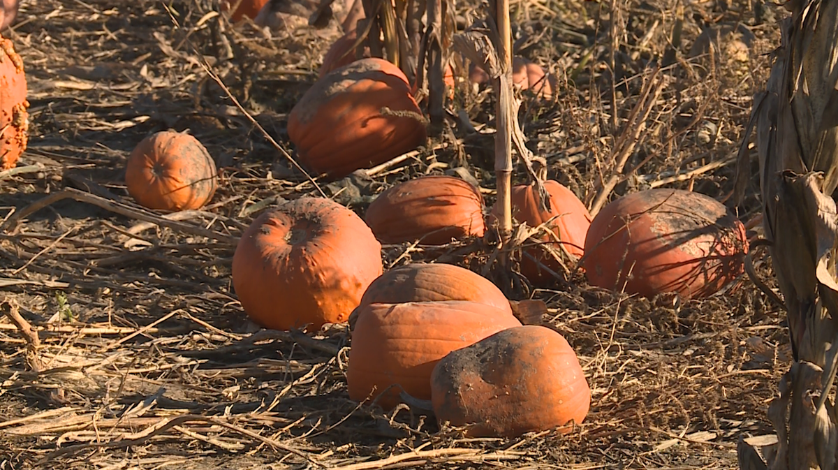 Bellevue Berry Farm works to keep pumpkins safe from cold temps