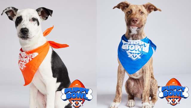 Two Ohio pups to participate in 2024 National Puppy Bowl - Vimarsana News