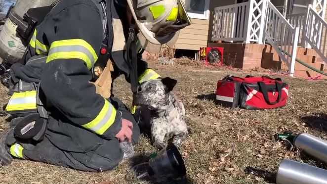 Firefighters use tiny oxygen masks to revive puppies pulled from ...