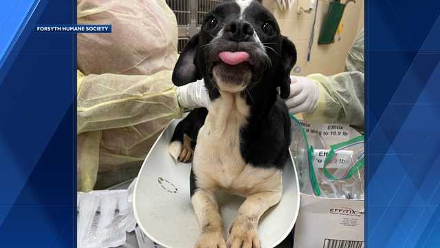 NC: Forsyth shelter receives 70+ dogs, already over capacity - Vimarsana News
