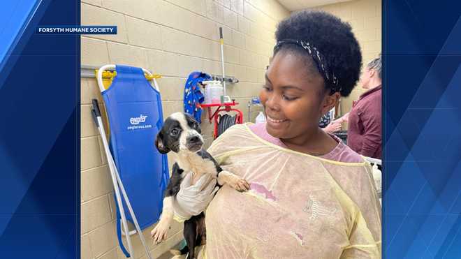 73&#x20;dogs&#x20;surrendered&#x20;to&#x20;forsyth&#x20;humane&#x20;society