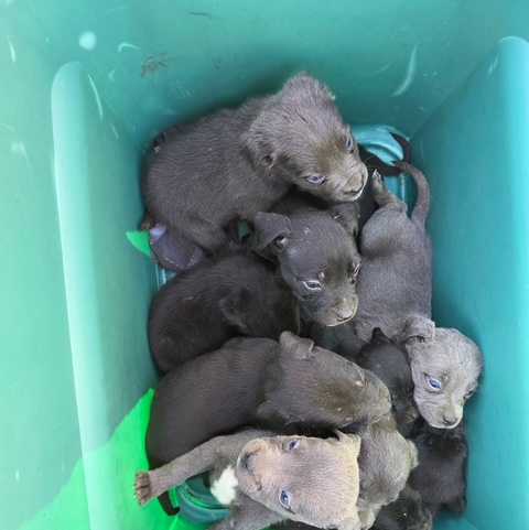 Animal Rescue Fund of Mississippi seeks donations after puppies found abandoned