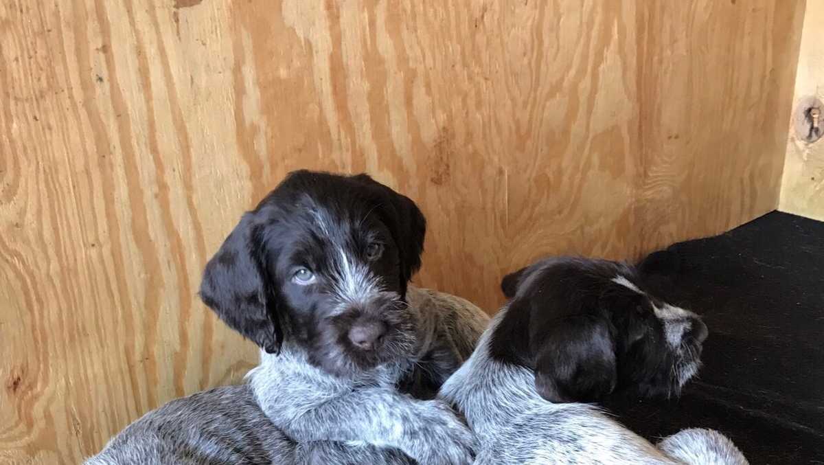 Firefighters save five puppies from fire