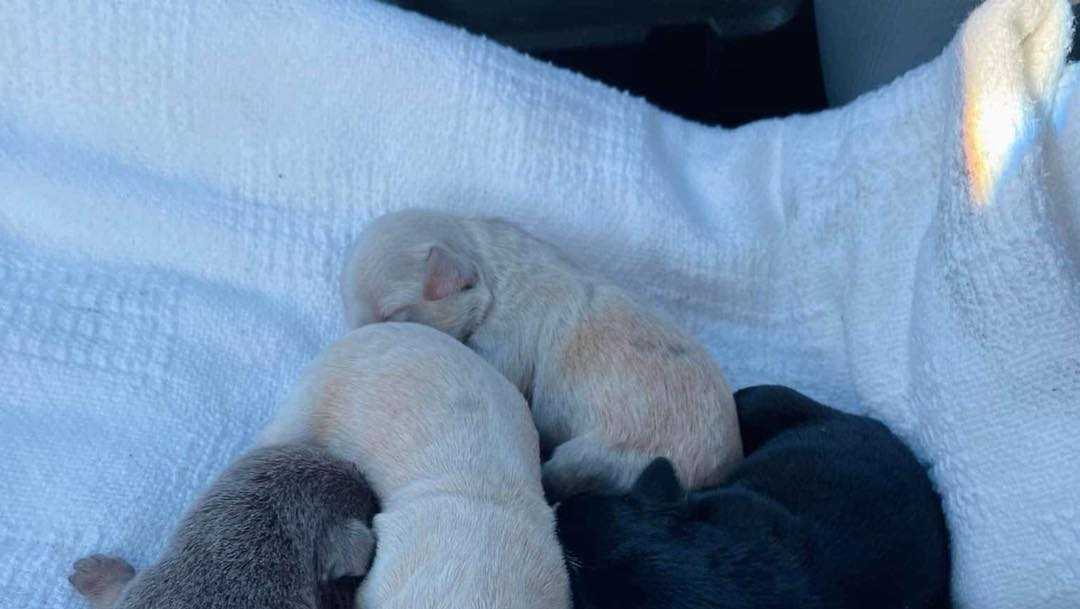 Newborn puppies rescued from Oconee County house fire