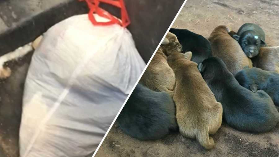 Police: Man admits dumping bag of puppies in trash can