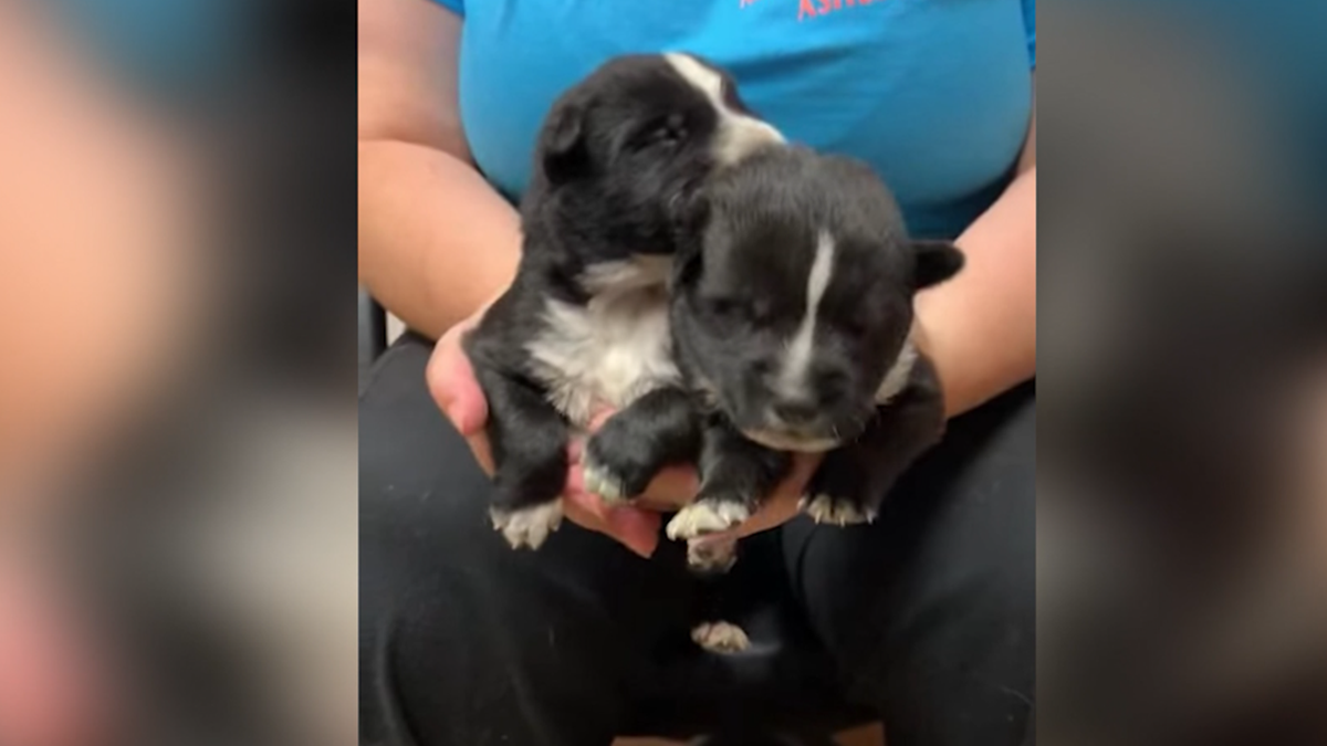 Seven puppies dropped on Fort Smith shelter's doorstep