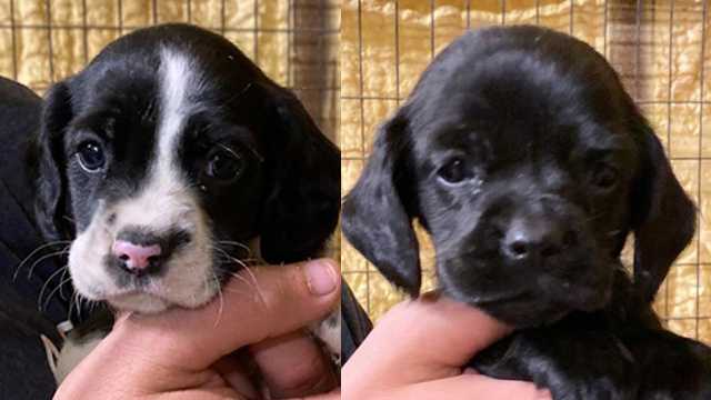 Union City police need your help finding homes for four abandoned puppies found near a mailbox.