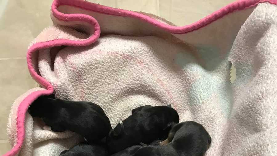 5 puppies die after being left in cold at doorstep of Kentucky shelter ...