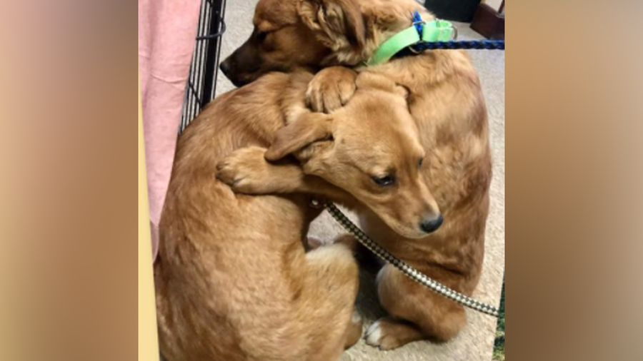 puppies cling to each other