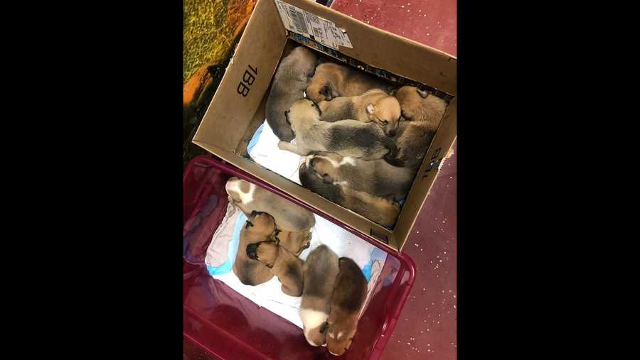 Puppies found on side of road