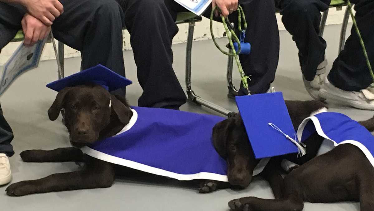 Dogs trained by inmates don caps, gowns for graduation