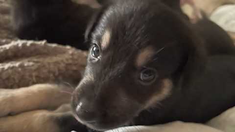 Puppies stolen from Vermont home, 1 still missing - Vimarsana News