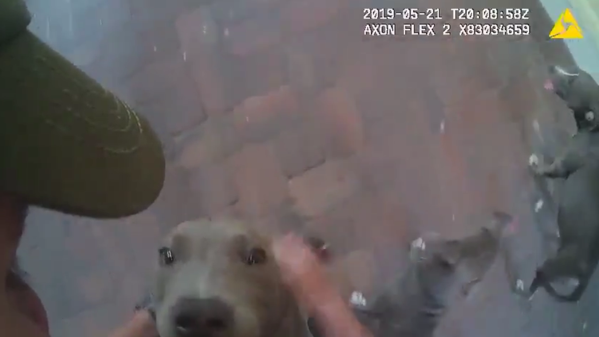 Caught on camera Volusia County deputies playing with puppies