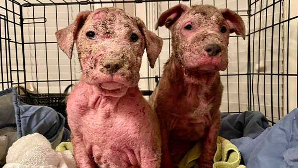 2-puppies-covered-in-scabs-on-long-road-to-recovery-at-southern-indiana