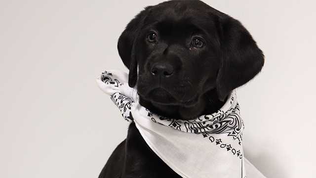 VOTE to name WBAL-TV's next Puppy with a Purpose