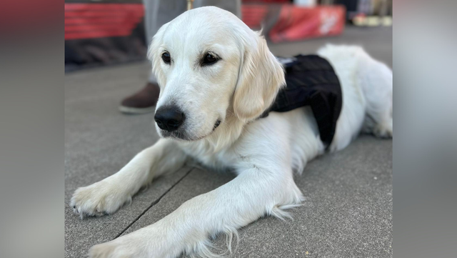 Meet Stella: Cincinnati Police introduce their first-ever therapy dog - Vimarsana News