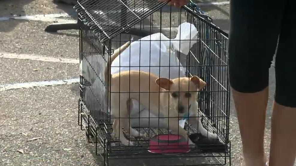 Free pet clinic comes to Sacramento library Free pet clinic comes to Sacramento library