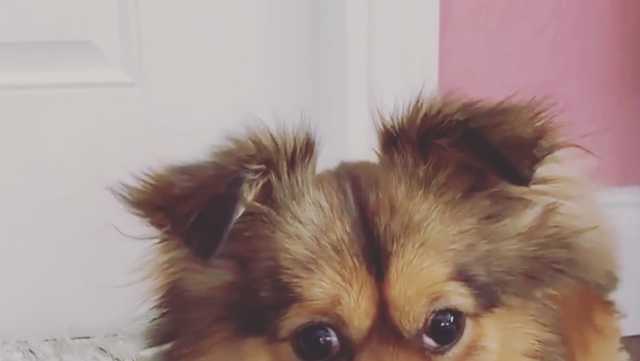 Stolen puppy found safe in Broward County, family grateful to have him back - Vimarsana News