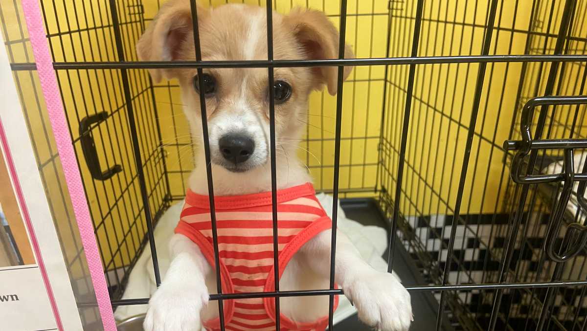 Florida animal rescue bringing in more than 100 dogs from Puerto Rico after  Hurricane Fiona