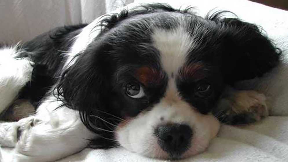 Shelter supplying no cost pet training Shelter supplying no cost pet training