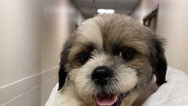 23 Dogs rescued from puppy mill, brought to Wisconsin - Vimarsana News