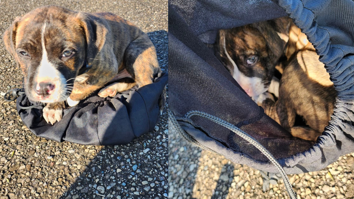 Sheriff: Puppy found abandoned in bag at park in Hamilton