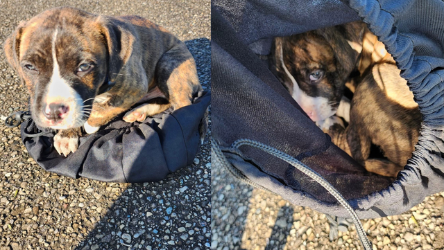 Sheriff: Puppy found abandoned in bag at park in Hamilton - Vimarsana News