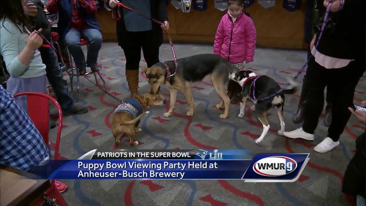 puppy party today show