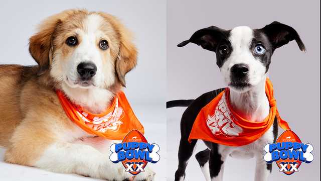 Maine rescue dogs once again headed to the Puppy Bowl - Vimarsana News