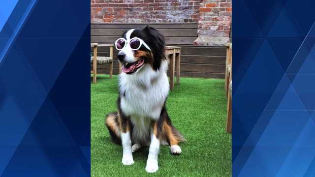 'Puppies and Pours' brunch for dogs, owners returns to Covington - Vimarsana News