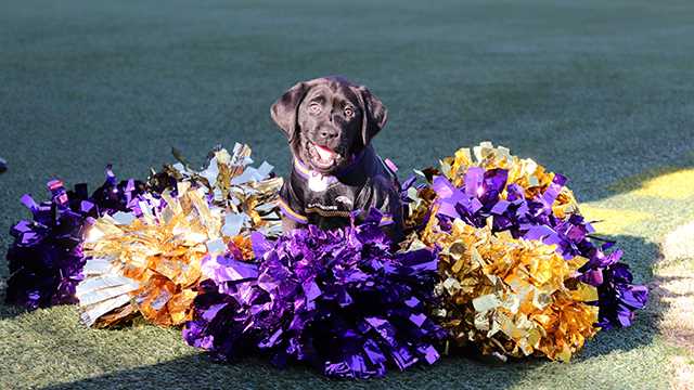 WBAL-TV's Puppy with a Purpose has a name!