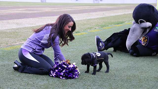 VOTE to name WBAL-TV's next Puppy with a Purpose