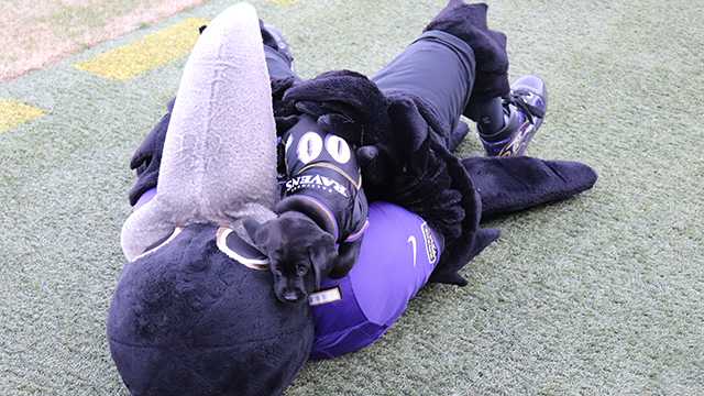 WBAL-TV's Puppy with a Purpose has a name!