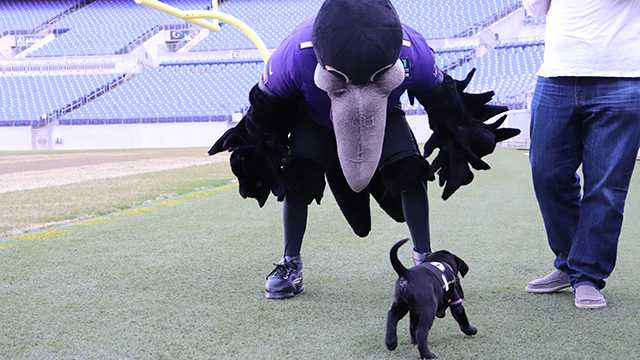 WBAL-TV's Puppy with a Purpose has a name!