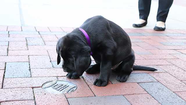 WBAL-TV's Puppy with a Purpose has a name!