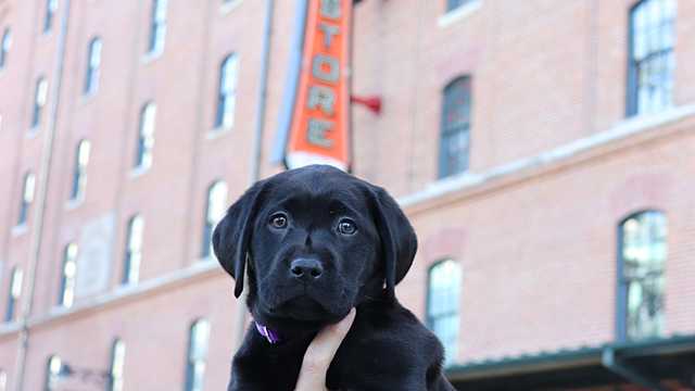 WBAL-TV's Puppy with a Purpose has a name!