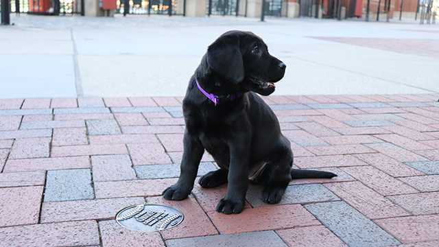 WBAL-TV's Puppy with a Purpose has a name!