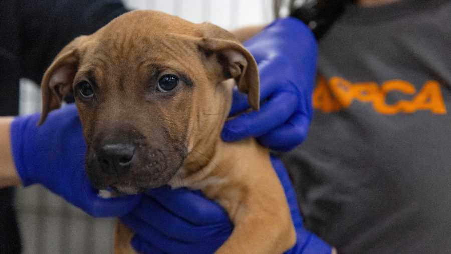 Pennsylvania dog fighting investigation leads to rescue of 28 dogs