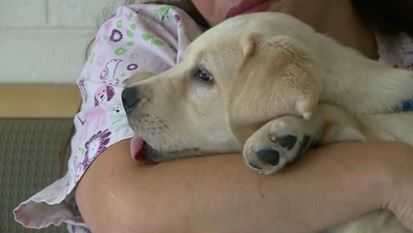 How to help pets through separation anxiety as people go back to work, school - Vimarsana News