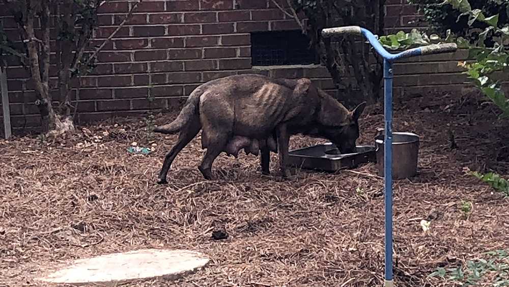 Starving Greenville County dog finds help, food from woman; drops pups in her yard